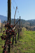 ADOPT A VINE