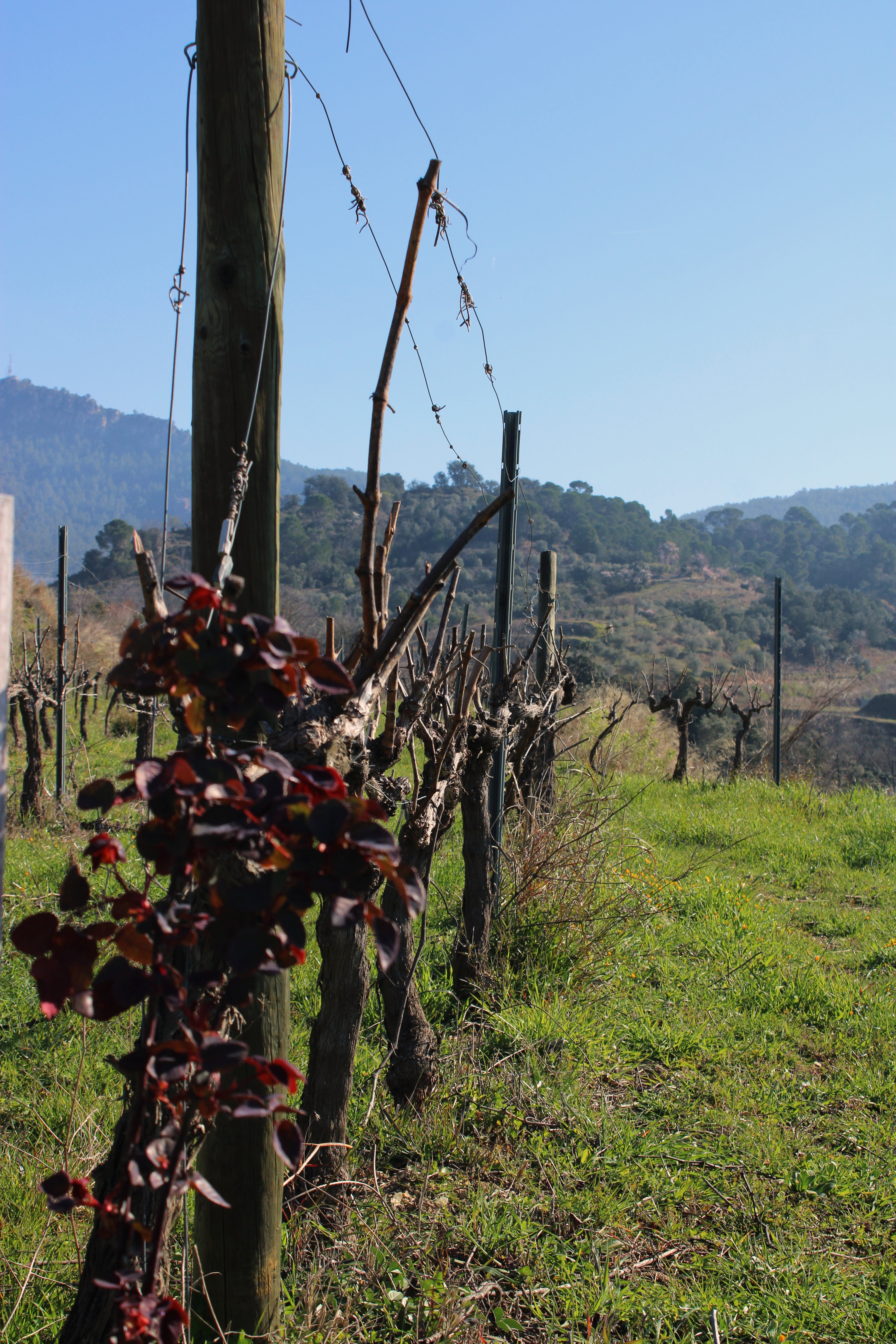 ADOPT A VINE